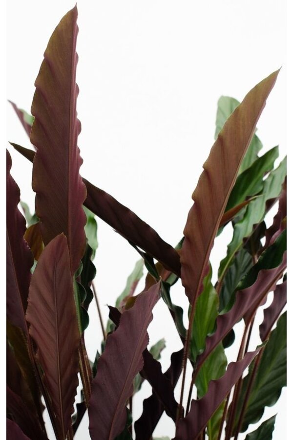 Calathea Rufibarba