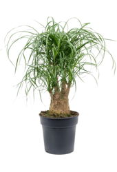 Beaucarnea Flesseboom rozgałęziona M