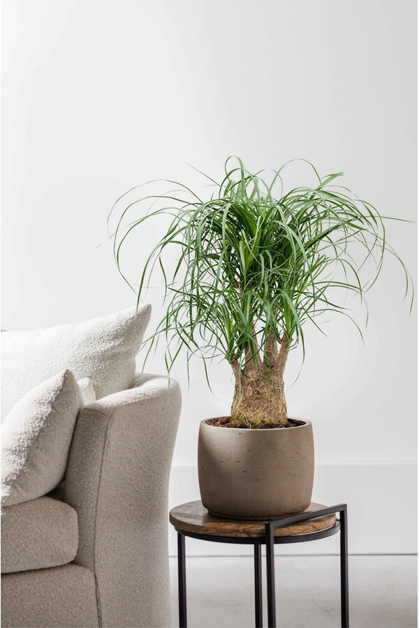 Beaucarnea Drzewo butelkowe rozgałęzione M