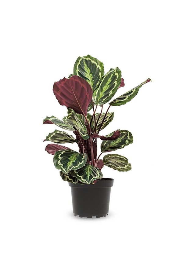 Calathea Medaillon