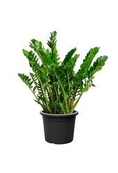 Zamioculcas Roślina wydmowa L