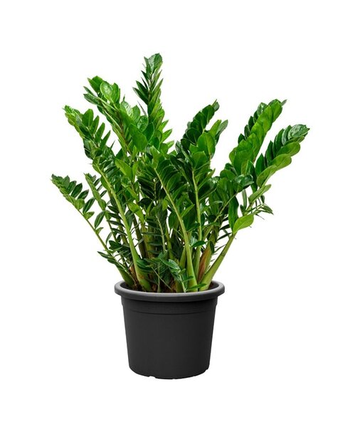 Zamioculcas