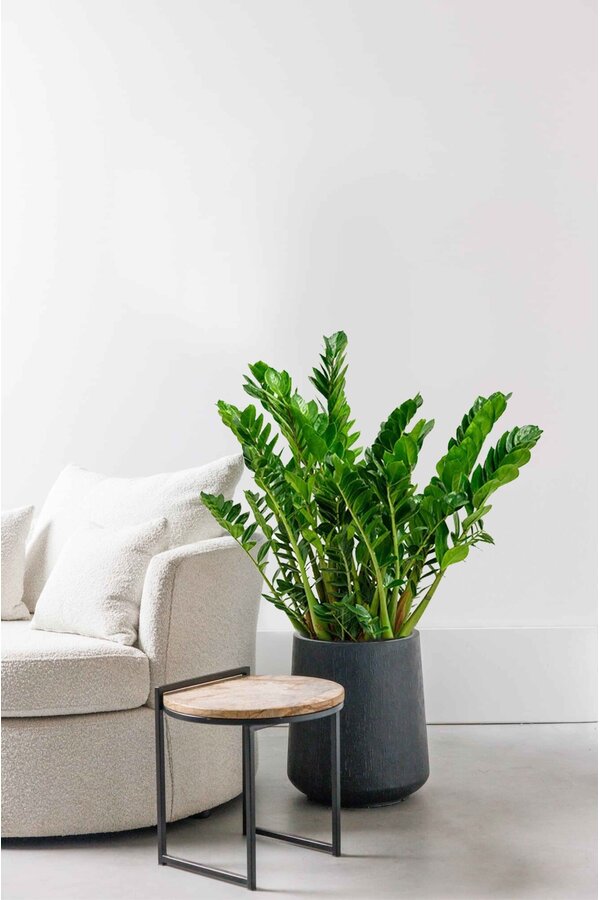 Zamioculcas Duinplant L