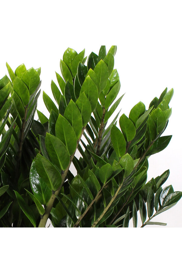 Zamioculcas Duinplant L
