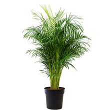 Areca