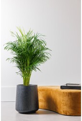 Złota palma Areca M