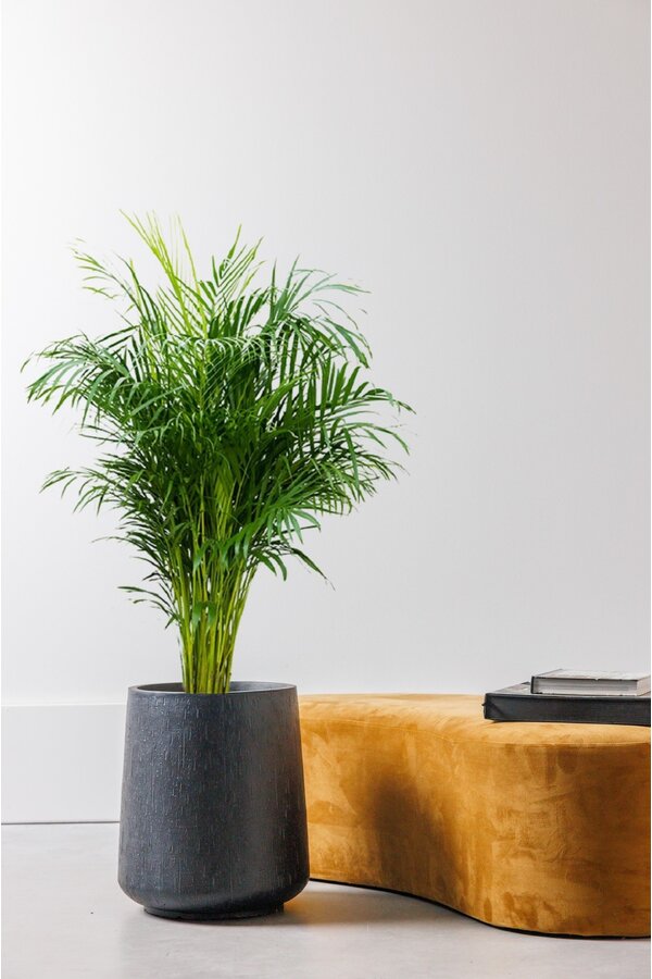 Złota palma Areca M