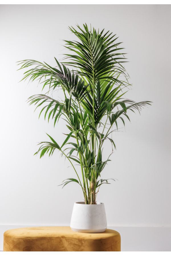 Palma Kentia XXXL