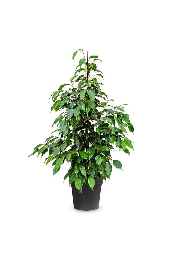 Ficus Benjamina