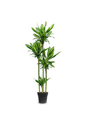 Dracaena Cintho Carroussel XL