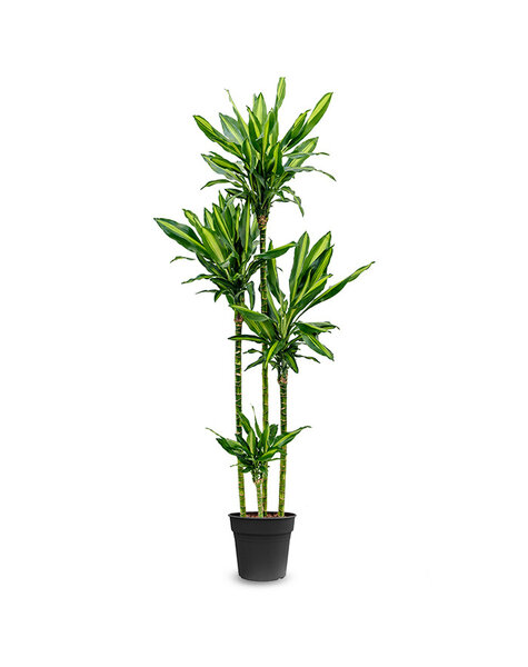 Dracena
