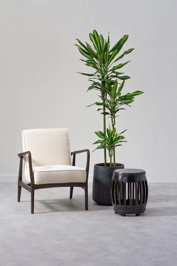 Dracaena Cintho Carroussel XL