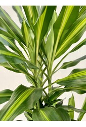 Dracaena Cintho Carroussel XL
