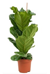 Ficus Lyrata krzew S