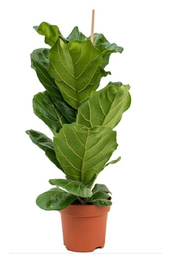 Ficus Lyrata kępka S