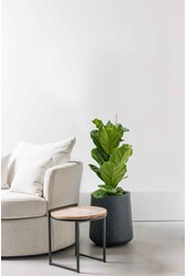 Ficus Lyrata kępka S