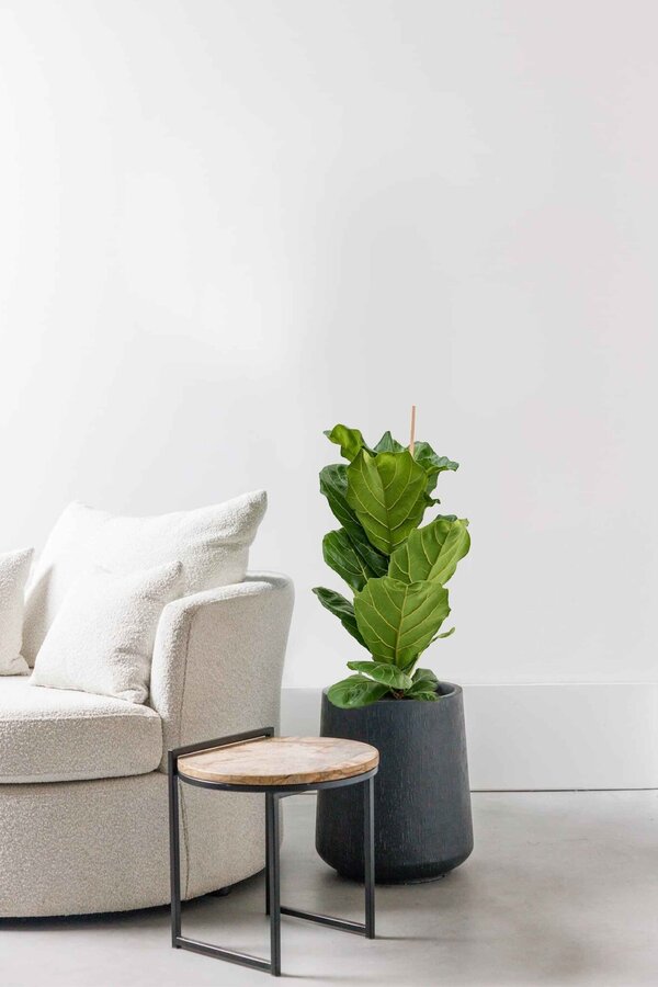 Ficus Lyrata kępka S