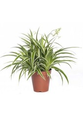 Roślina pająkowa Ocean