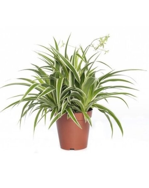 Chlorophytum