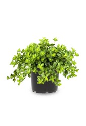 Peperomia karłowata Rotundi