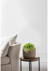 Peperomia Pieprzowiec Karłowaty Rotundi