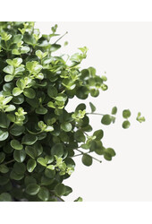 Peperomia Pieprzowiec Karłowaty Rotundi