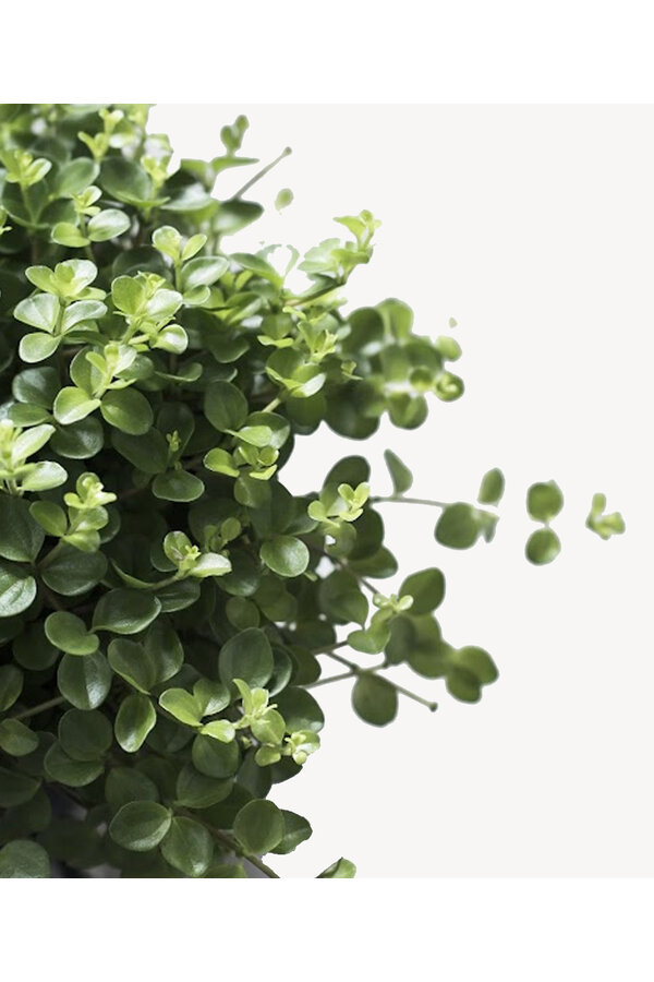 Peperomia Pieprzowiec Karłowaty Rotundi