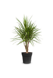 Dracaena Marginata M