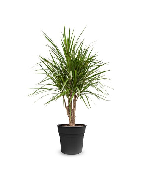Dracena