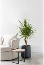 Dracaena Marginata M