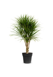 Dracena obrzeżona L