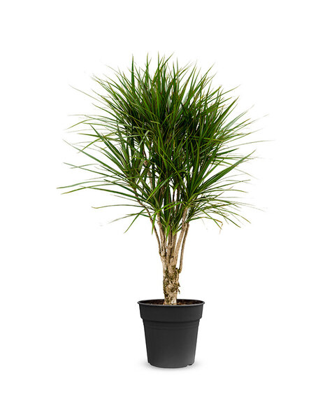 Dracaena