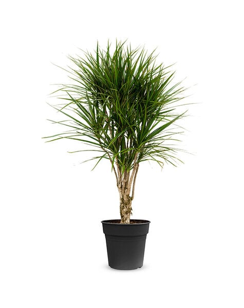 Dracena