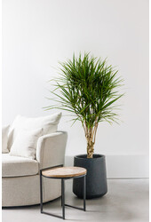 Dracena obrzeżona L