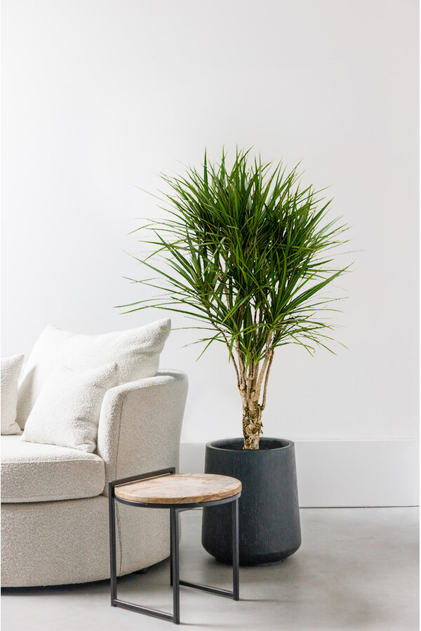 Dracaena Marginata L