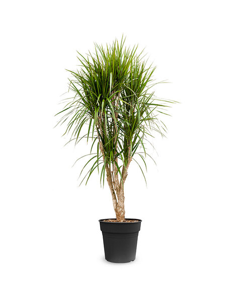 Dracena