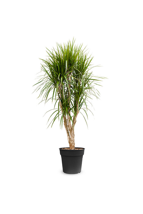 Dracena Marginata XL