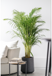 Złota palma Areca L