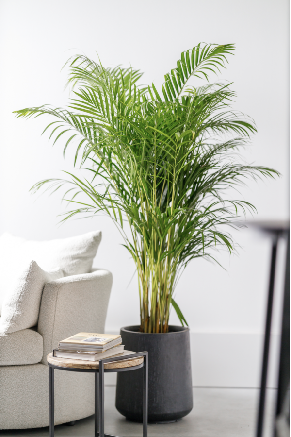 Złota Palma Areka L