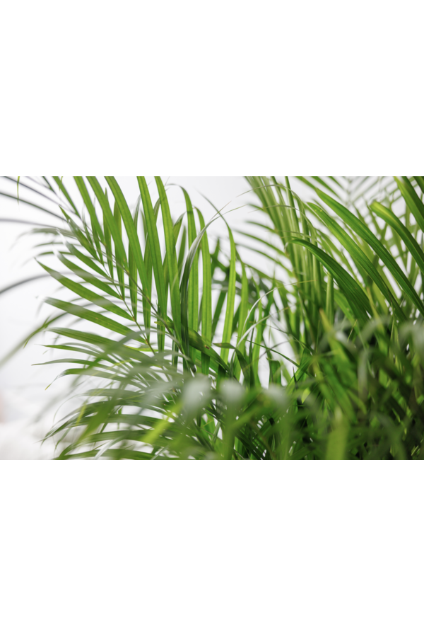 Złota palma Areca L