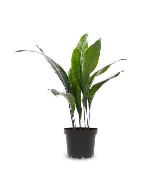 Aspidistra