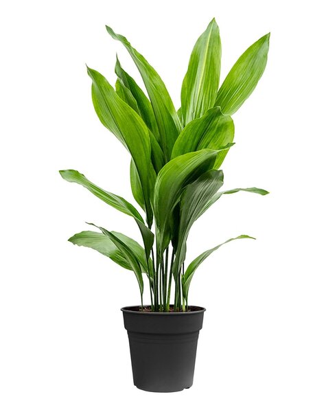 Aspidistra