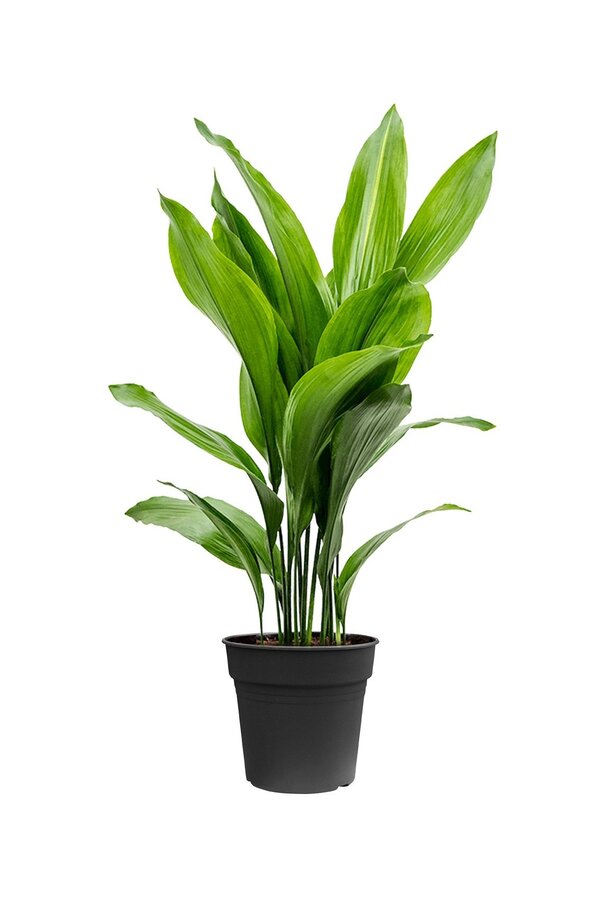 Aspidistra Eliator M