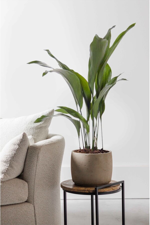 Aspidistra Eliator M