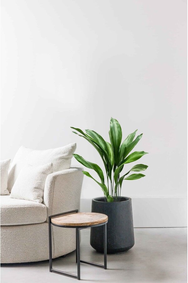 Aspidistra Eliator L