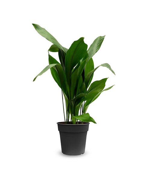 Aspidistra