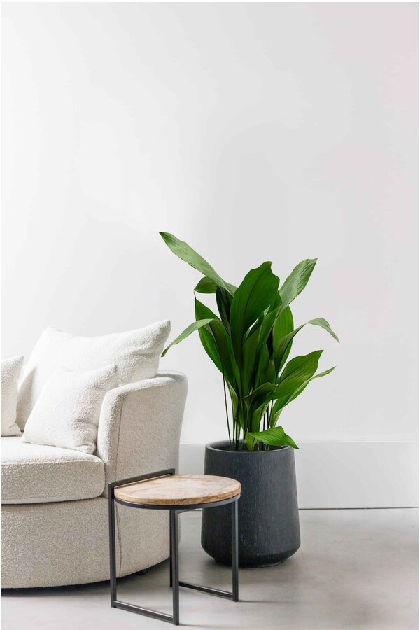 Aspidistra Eliator XL