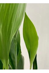 Aspidistra Eliator XL