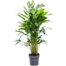 Caryota