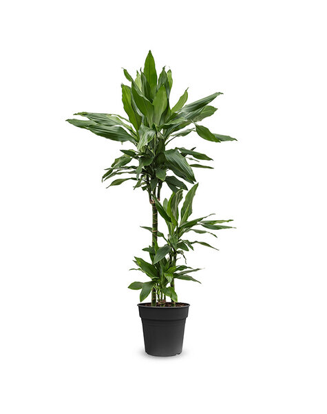 Dracena